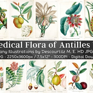 Medical Flora of Antilles 100 Botanical Illustrations V1 | Botany Images Medicinal Plant Wall Art| Vintage Flower Painting| Digital Download