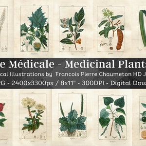 Flore Medicale 120 Botanical Illustrations V3| Homeopathy Plant Images, Botany Wall Art Bundle| HQ Vintage Flower Painting| Digital Download