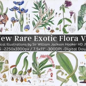 New Rare Exotic Flora 83 Botanical Illustrations V2 | Botany Images Medicinal Plant Wall Art Bundle| HQ Flower Folio Pages| Digital Download