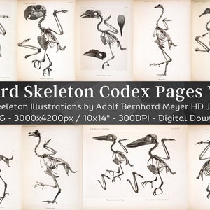 Vogelskelet Osteologie Kunst 58 HD-afbeeldingen V1| Skelet botten schedel schets| Dierlijke anatomie grafiek afdrukbare muurkunst| Dark Grimoire Codex-pagina's