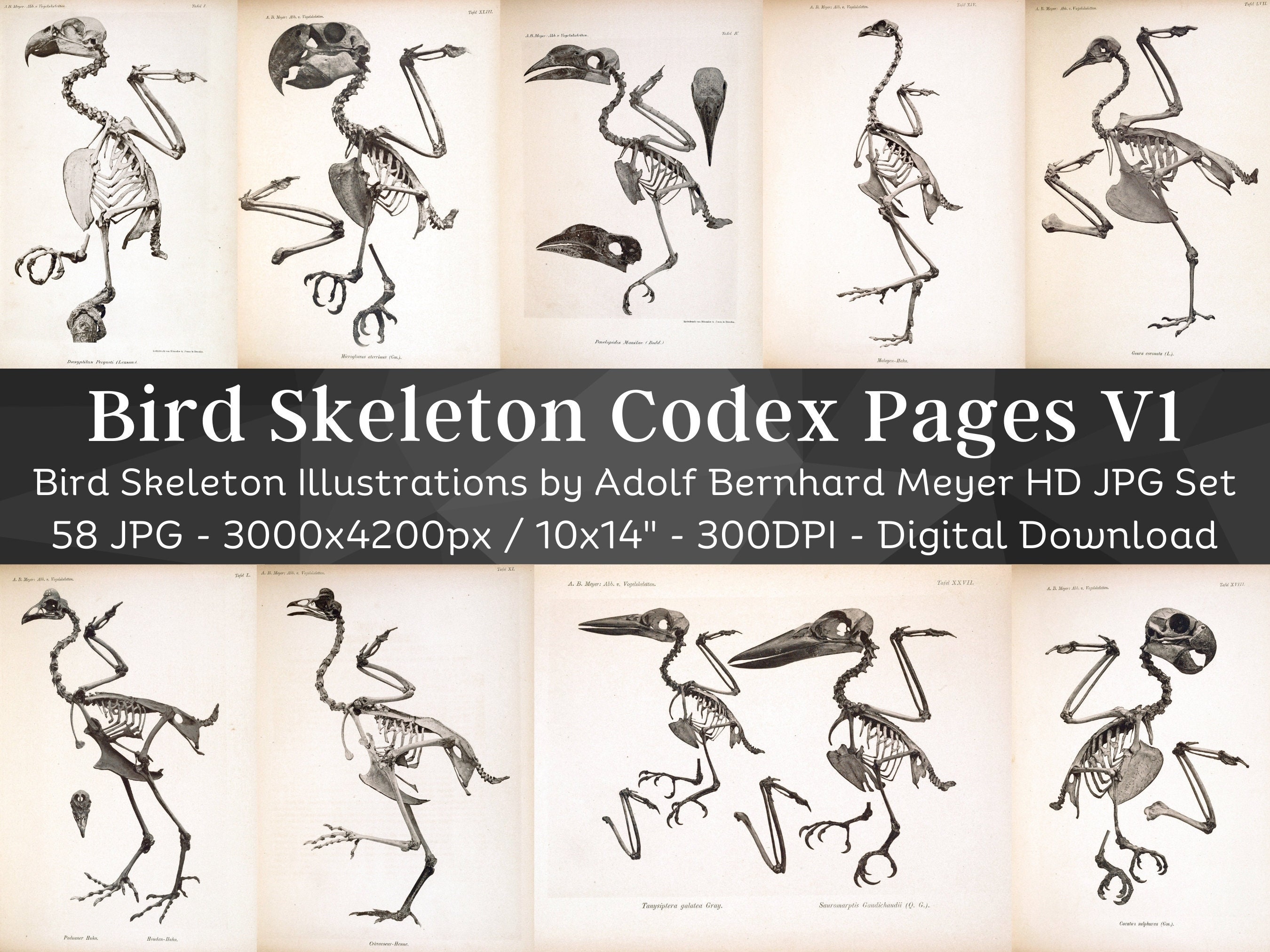 Vogelskelet Osteologie Kunst 58 HD-afbeeldingen V1| Skelet botten schedel  schets| Dierlijke anatomie grafiek afdrukbare muurkunst| Dark Grimoire  Codex-pagina's - Etsy België, image size:2700x2025