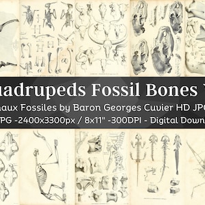 Quadrupedi ossa fossili 63 immagini HD V2 / creazione di carte Clipart carta digitale / ossa di scheletro di animali bozza di teschio / pacchetto di arte della parete di osteologia