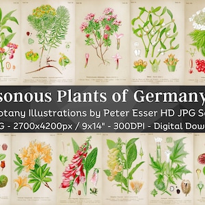 Plantes toxiques d'Allemagne 56 illustrations botaniques V2 | Art mural botanique botanique rare plante dangereuse rare peinture fleur | Téléchargement numérique