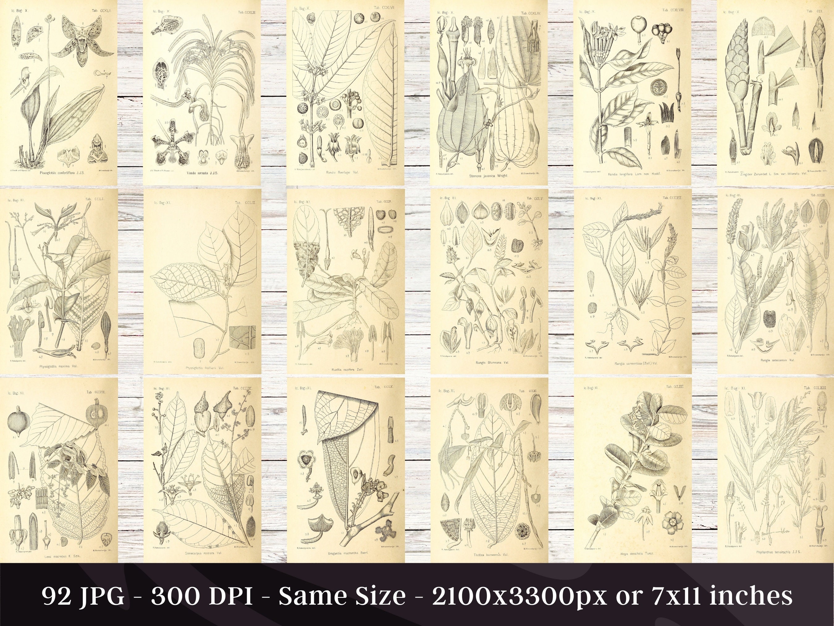 Buitenzorg Botanischer Garten Pflanzen 92 Illustrationen V3 | Botanik