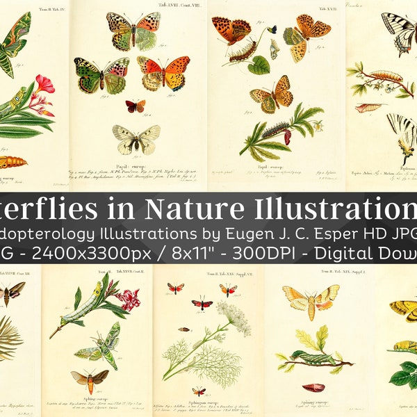 Butterflies in Nature 110 HD Illustrations V1| Huge Vintage Butterfly Moth Collection| Dark Academia Insect Folio Entomology Wall Art Bundle