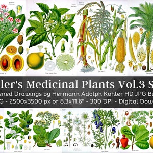 Whitened Kohler's Medicinal Plants Volume 3 Set 2 | 40 HQ Vintage Medical Plant Illustrations | Flowers Botanical Plates | Nature Home Décor