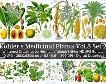 Whitened Kohler's Medicinal Plants Volume 3 Set 2 | 40 HQ Vintage Medical Plant Illustrations | Flowers Botanical Plates | Nature Home Décor