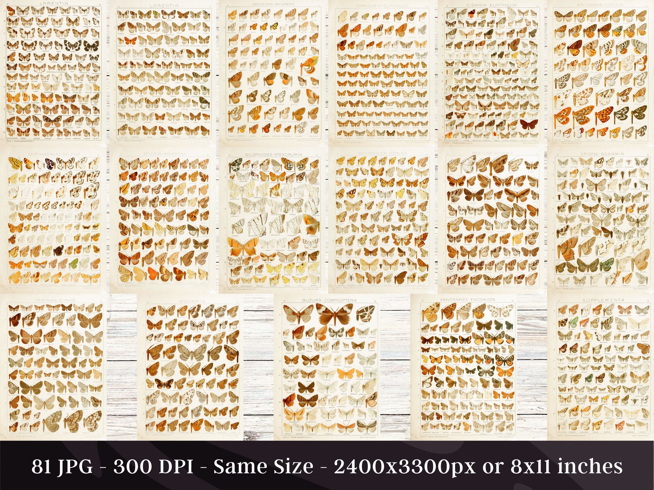 Insect Codex The Largest Butterflies on Earth 81 HD Images V2 | Huge Vintage ...