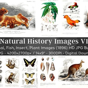 Natural History D&#39;Orbigny 56 HD Images V1 | Card Making, Clip Art, Digital Paper Craft| Plants Animals Insect Illustrations| Wall Art Bundle