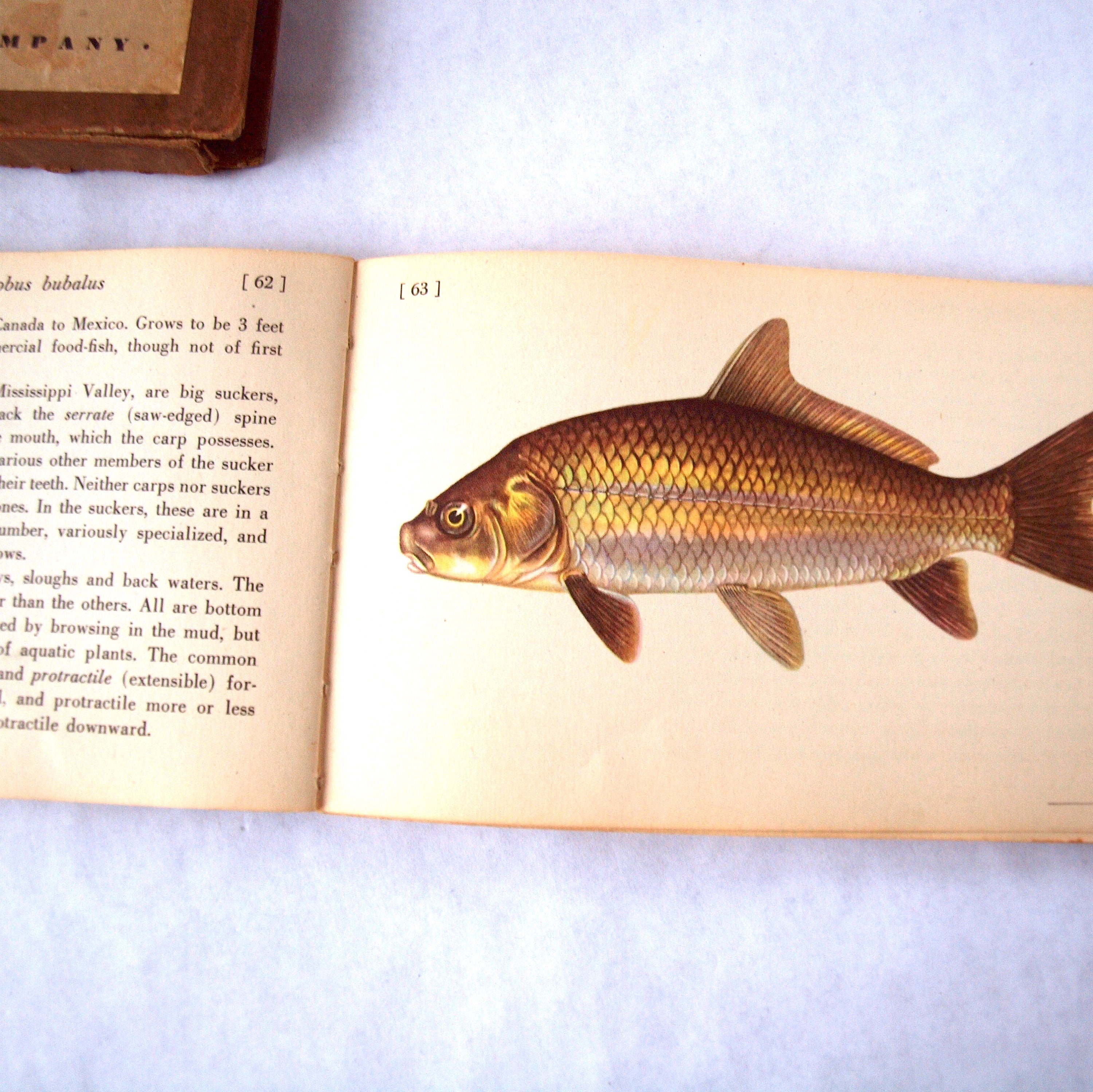 ヴィンテージ魚類図鑑：北米の代表的な淡水魚、1942年 - Etsy 日本