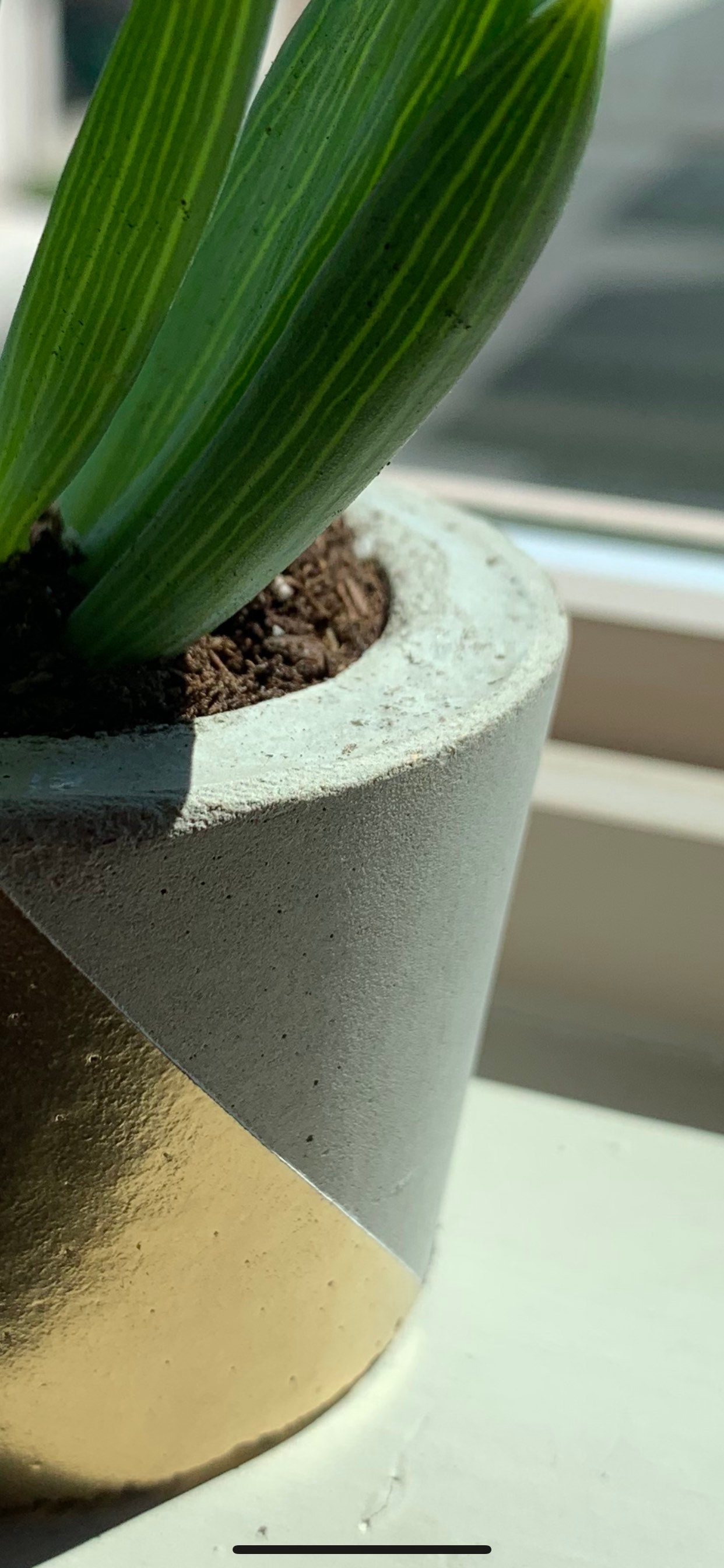 Set of 3 Small Concrete Pots for Sale for Live Succulent Plants Etsy