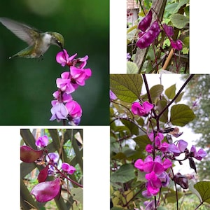 Organic Seeds, Purple Hyacinth Bean, Lablab purpureus Seeds, Perennial/ Annual/  Ornamental, Edible Fully Cooked, 10 seeds for planting