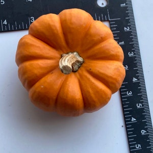 NON GMO Mini  pumpkin seeds Grow Some for Kids
