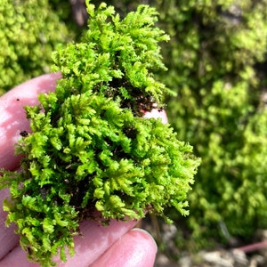 Poodle Moss Anomodon attenuatus 4x4 patch, Terrarium, paludarium, fairy garden, moss garden, shade garden image 1