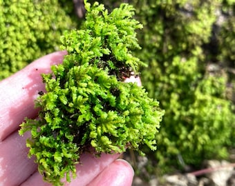 Poodle Moss || Anomodon attenuatus || 4”x4” patch, Terrarium, paludarium, fairy garden, moss garden, shade garden