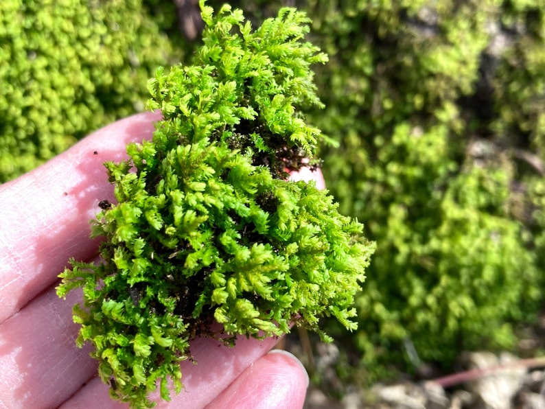 Poodle Moss Anomodon attenuatus 4x4 patch, Terrarium, paludarium, fairy garden, moss garden, shade garden image 1