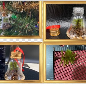 May include: Four glass ornaments with a bell shape, each containing a small green plant and rocks. The ornaments are hanging from a Christmas tree, a ruler, and a red mesh background.