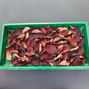 May include: A green plastic tray filled with dried, red and brown leaves.