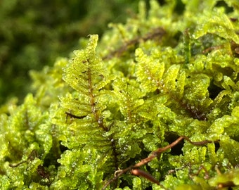 High Quality Sheet Moss/Brocade Moss (Hypnum Imponens ) WASHED, No bugs, Terrarium Vivarium Fairy Garden Bonsai