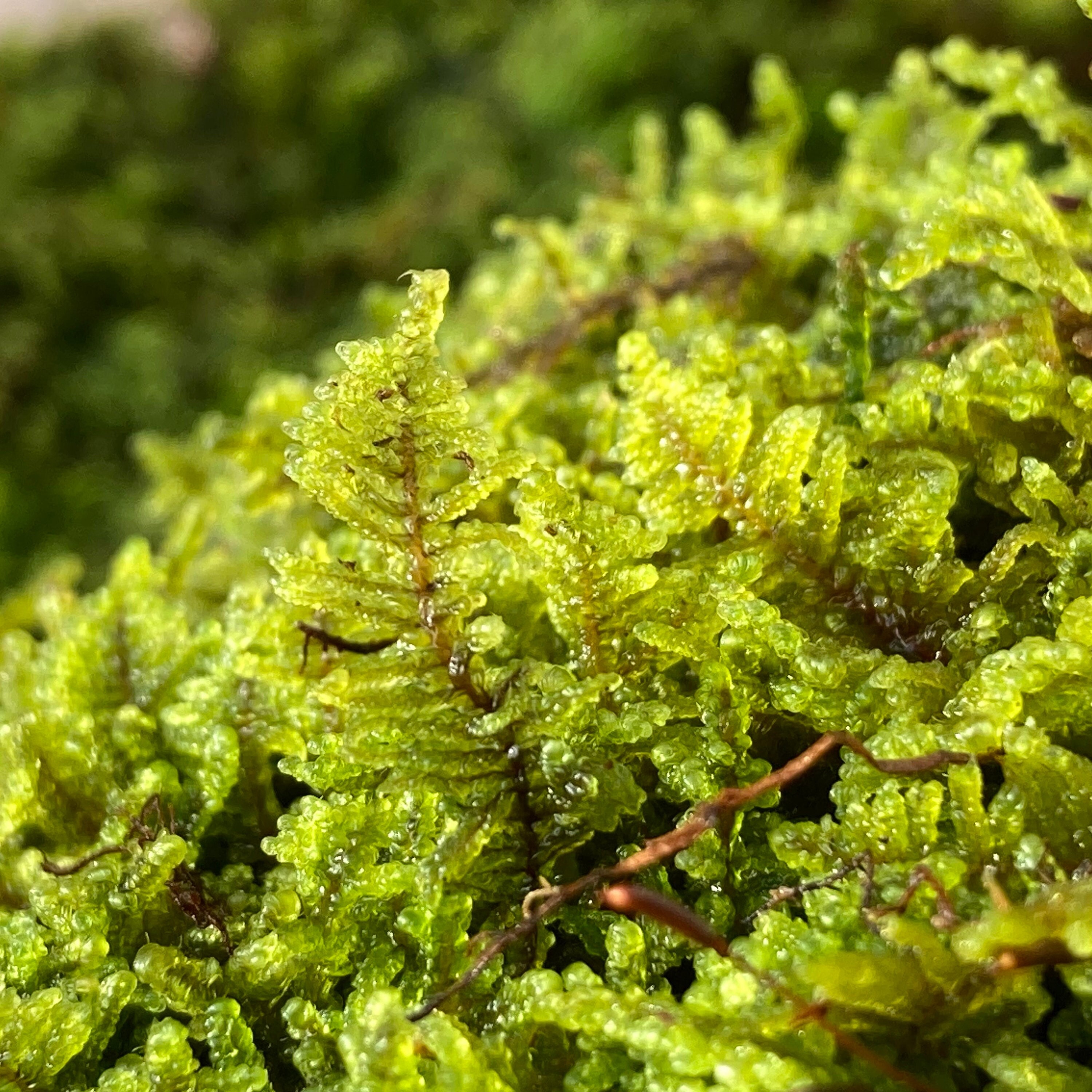 Sphagnum Moss Mat 2 Sizes Available 