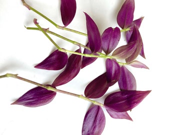 4 Variegated  Wandering Jew Cuttings, Tradescantia zebrina, 4-6&#39;&#39; Long,  Easy to Root, House Plants, Terrarium Plant Purple Flowers,