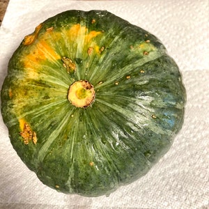 2024 New 15 Green Japanese Pumpkin seeds Kabocha Squash NON GMO