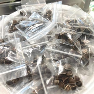Op de afbeelding: Een verzameling kleine, doorzichtige plastic zakjes gevuld met bruine zaden. De zakjes zijn afgesloten met een ritssluiting en gerangschikt in een witte kom. De zaden hebben een donkerbruine kleur en een unieke vorm.