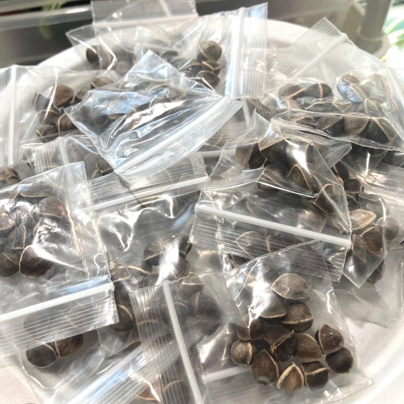 Op de afbeelding: Een verzameling kleine, doorzichtige plastic zakjes gevuld met bruine zaden. De zakjes zijn afgesloten met een ritssluiting en gerangschikt in een witte kom. De zaden hebben een donkerbruine kleur en een unieke vorm.