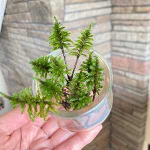 Cultivated Climacium Tree Moss baby plants||Climacium dendroides/americanum|| Make a mini forest terrarium vivarium mossgarden, moss garden