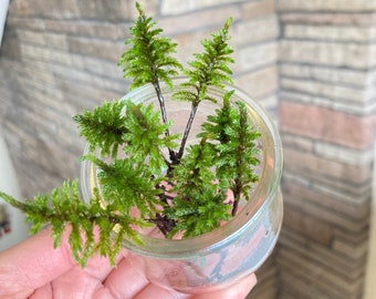 Cultivated Climacium Tree Moss baby plants||Climacium dendroides/americanum|| Make a mini forest terrarium vivarium mossgarden, moss garden