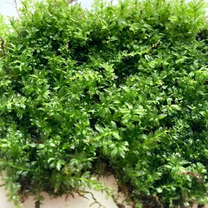 Cultivated  Plagiomnium cuspidatum/Baby tooth moss, for Bonsai, terrarium, fairy garden, moss/shade garden,