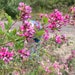 see more listings in the Flower/ shrub/tree seeds section