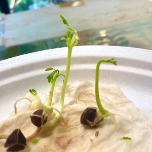 12 Organic Moringa Oleifera Tree Seeds, tested,  May 2025 indoors by a Sunny Window, seeds germinated in 7 days, grow your own Moringa trees