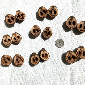 May include: A collection of 12 walnut shells, each split in half, revealing the inside of the nut. The shells are arranged in a random pattern on a white surface.