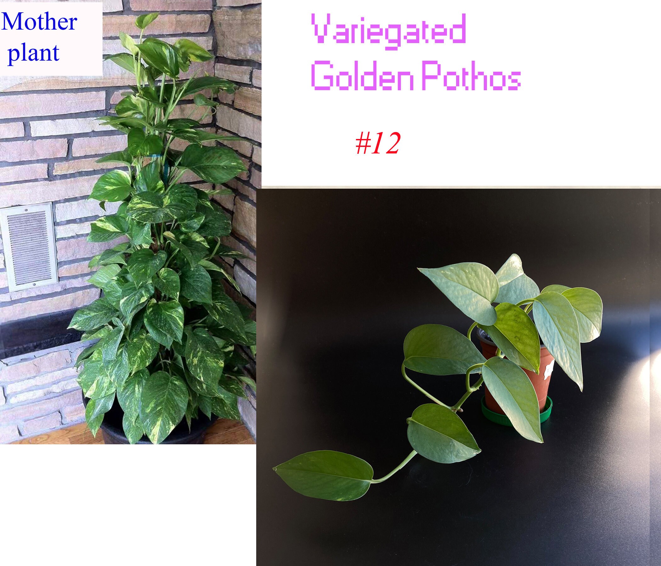 10'' Long Variegated Golden Pothos Well Rooted Plant Etsy