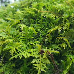 May include: Close-up of vibrant green moss with a dense, textured appearance. The moss has small, fern-like leaves and a lush, healthy look. The image highlights the natural beauty and intricate details of the plant.