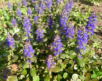 Plants 10,20, 30 Bugleweed ( Ajuga reptans )  Starter Plants, Perennial Flower Ground Cover, organically grown