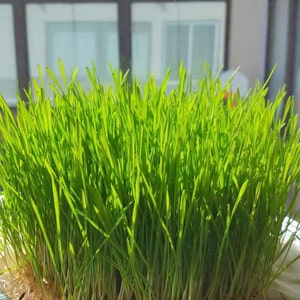 Puede incluir: Primer plano de una maceta con hierba de trigo recién germinada. La hierba es de un verde vibrante y parece estar creciendo en un recipiente poco profundo. El fondo está desenfocado, pero parece ser una ventana.