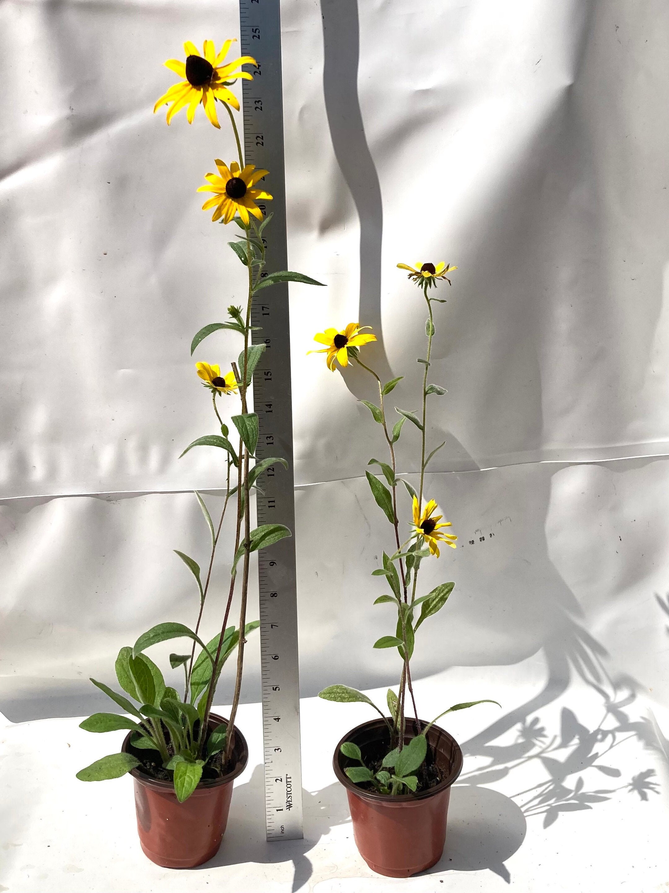 Potted BlackEyed Susan Flower Plants Wild Flowers Etsy