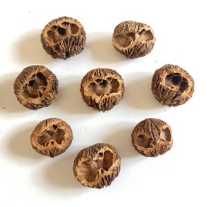 May include: Eight halved walnut shells arranged on a white surface. The shells are brown with a textured exterior and a lighter brown interior, showcasing the natural patterns of the nut.