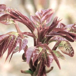 TESTED Chinese TOON Seeds香椿,Edible, North Red, Toona Sinensis, Chinese Mahogany, tested 6/20-7/3 2025,  detailed Germination Tips
