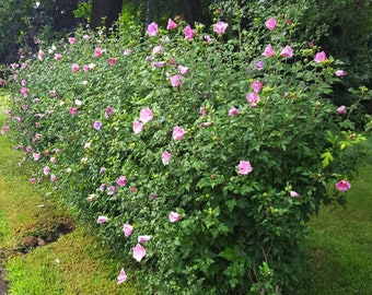 10 Rose of Sharon Starter Trees 1-2 years old,  Butterflies Bees Hummingbirds Attractor Future Living Privacy Fence Edible Trees