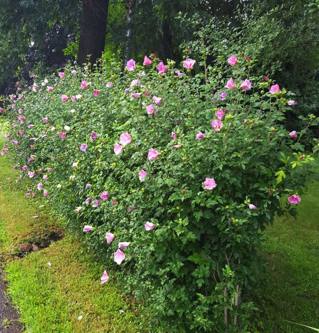 15 Rose of Sharon Starter Trees 2-3 years old,  Butterflies Bees Hummingbirds Attractor Future Living Privacy Fence Edible Trees