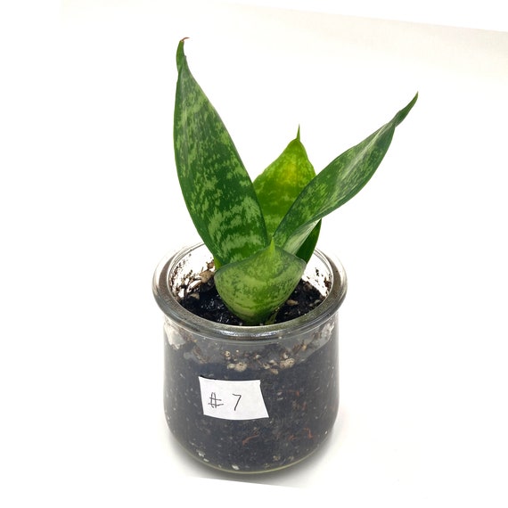 Small Snake Plant Sansevieria Trifasciata in Glass Jar Terrarium Hardy  House Plant Air Purifier Low Maintenance Plant #7 - Etsy