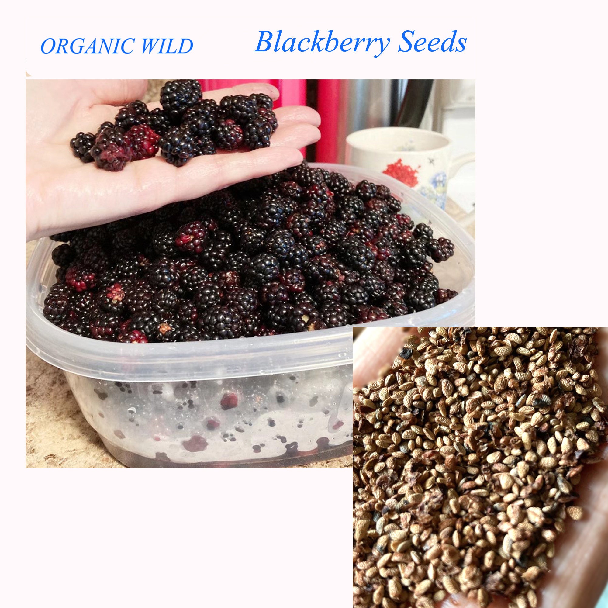 Organic Wild Blackberry Seeds 1001000 seeds For Planting Etsy