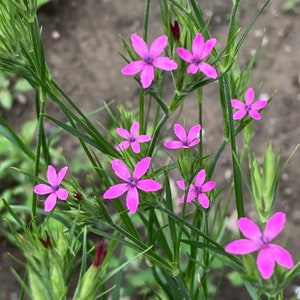 Organic Deptford Pink Wildflower Seeds, Dianthus armeria, grass pink, mountain pink, 50seeds image 1