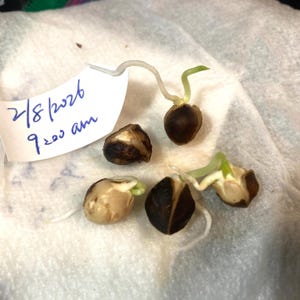 12 +2 NON GMO Moringa Oleifera Tree NEW Seeds, tested 1/31-2/5 2026 indoors, started to sprout in 3 days, grow your own Moringa trees afbeelding 2