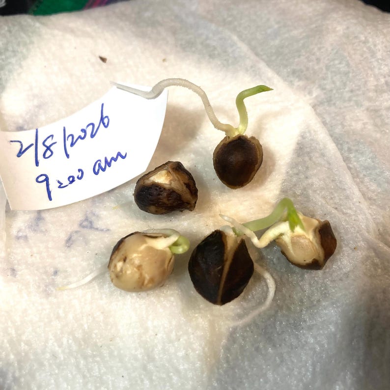 12 +2 NON GMO Moringa Oleifera Tree NEW Seeds, tested 1/31-2/5 2026 indoors, started to sprout in 3 days, grow your own Moringa trees afbeelding 2