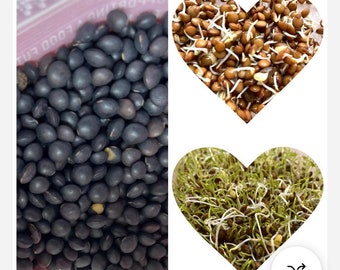 100+ Organic Black Lentil Beans for planting, latest test8/11/2026  High overnight germination rate
