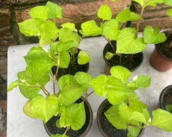 Now  8  Fresh Bareroot Plants   instead of A pot of 5 Organic  Plants, Perennial Herbal Plants, 鱼腥草,  good as pond plants